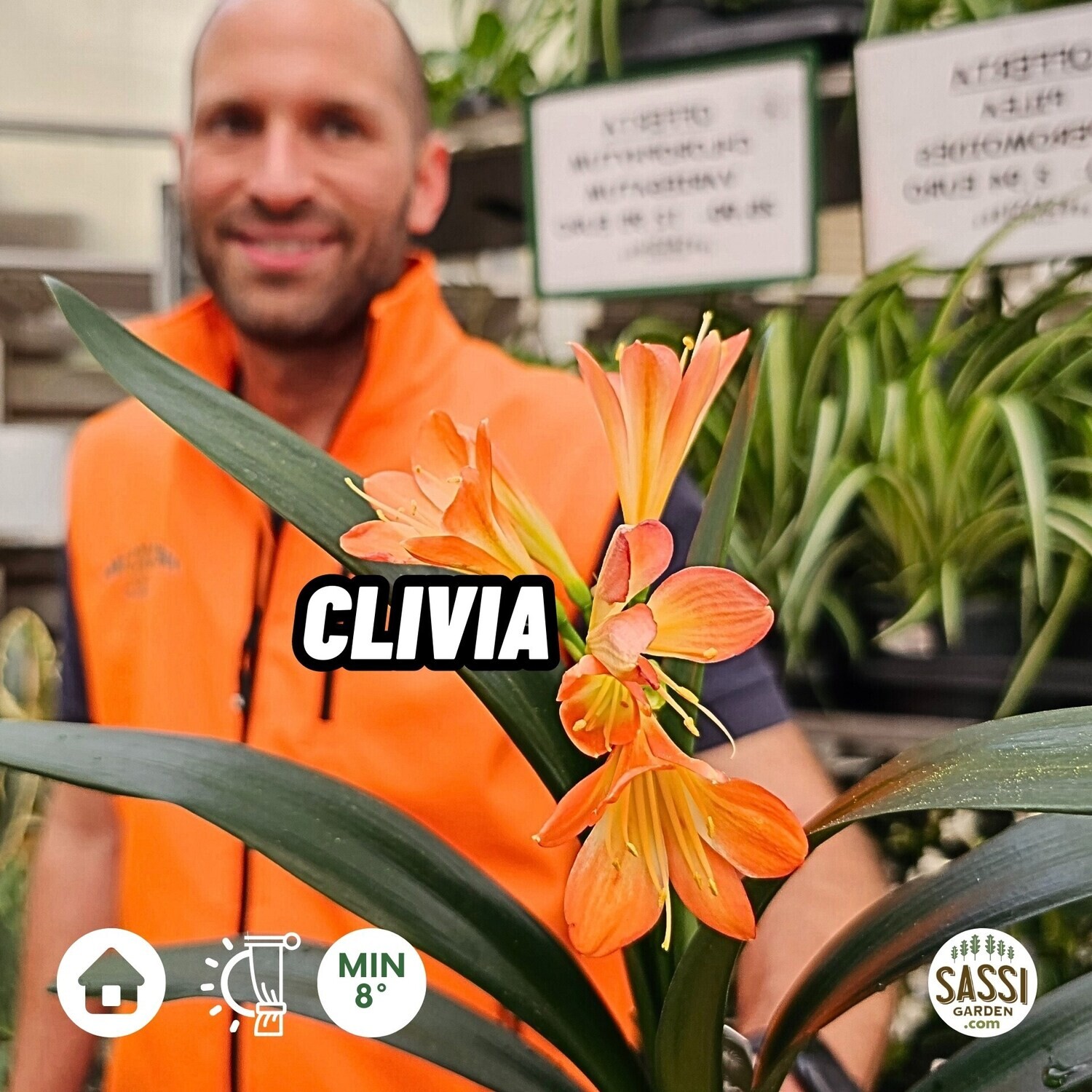 Clivia miniata - vaso Ø13 cm Clivia miniata - vaso Ø13 cm
