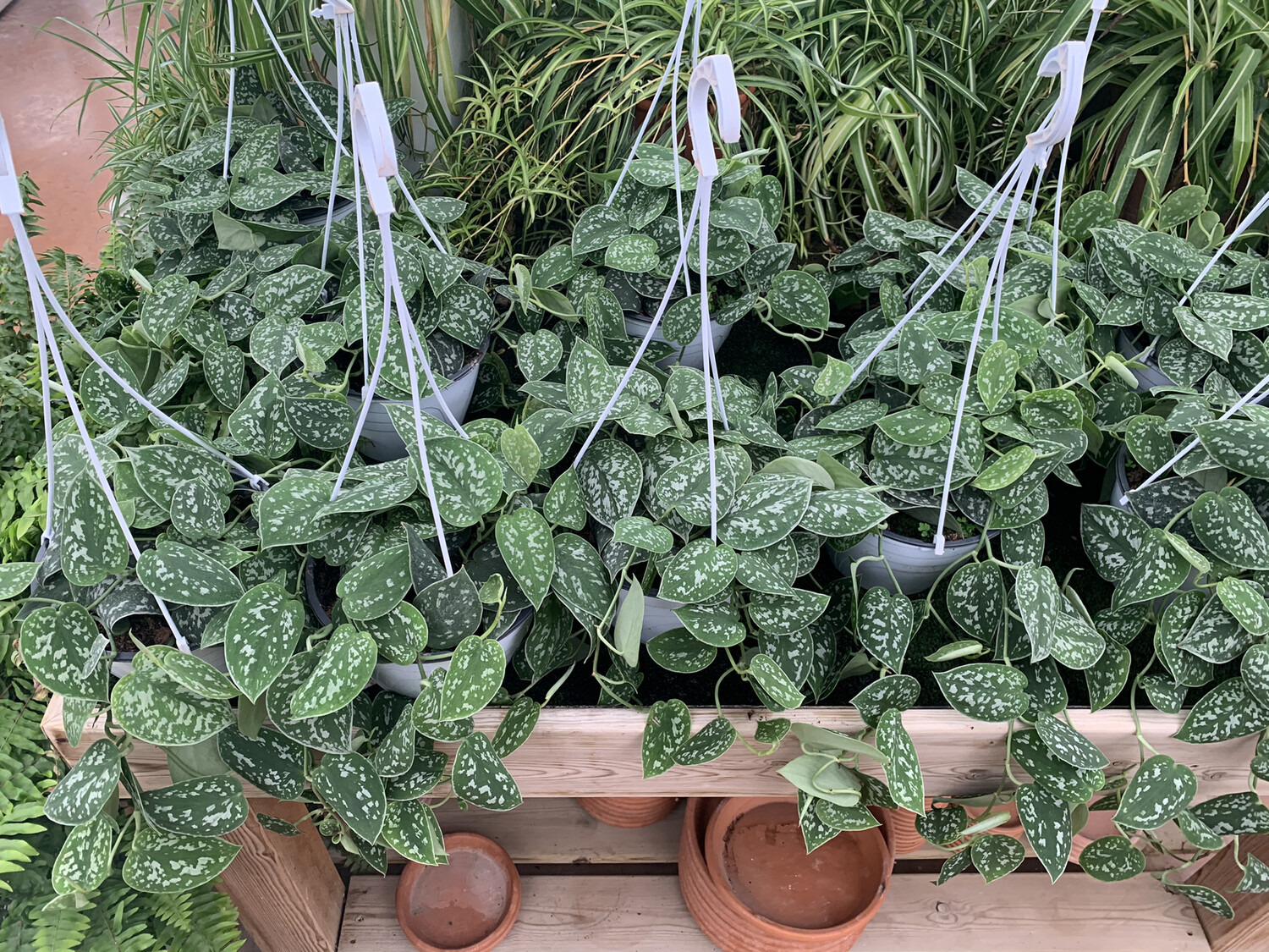 Scindapsus pictus argyraeus, Epipremnum, Potus, Potos, Pothos, Photus - vaso Ø16cm