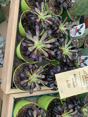 Aeonium Nigrum, Pianta Grassa Nera - vaso Ø10 cm