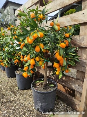 Kumquat, Mandarino Cinese, Fortunella Margarita - vaso Ø20 cm