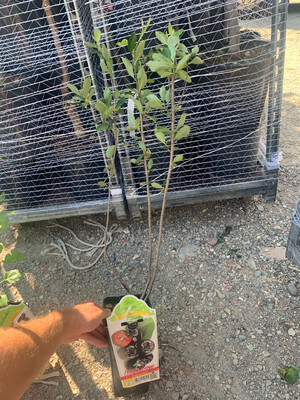 Aronia melanocarpa 'Hugin' - vaso Ø13 cm