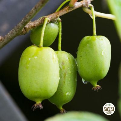 Actinidia arguta 'Issai' autofertile, Mini Kiwi MASCHIO del Kiwi Ken's red - vaso 3 litri