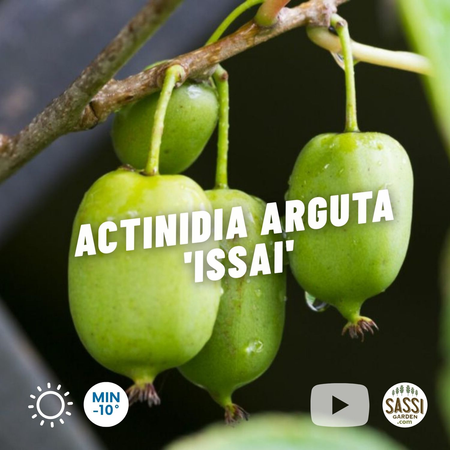 Actinidia arguta 'Issai' autofertile, Mini Kiwi MASCHIO del Kiwi Ken's red - vaso 1 litri, h 60 cm