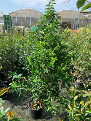 Prunus lusitanica, Lauroceraso del Portogallo - vaso Ø24 cm, h 110 cm