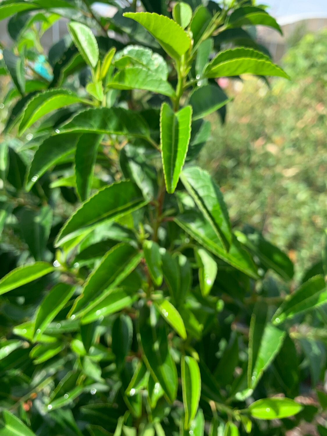 Prunus lusitanica, Lauroceraso del Portogallo - vaso Ø24 cm, h 110 cm Prunus lusitanica, Lauroceraso del Portogallo - vaso Ø24 cm, h 110 cm