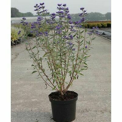 Caryopteris clandonensis 'Kew Blue'  - vaso Ø18 cm