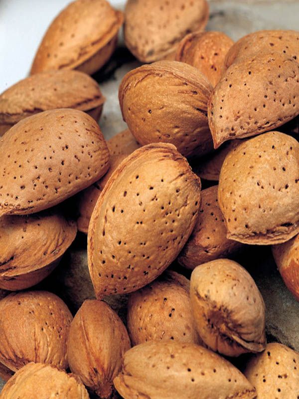 Prunus dulcis Grossa dolce, Mandorlo grossa dolce - In pack Prunus dulcis Grossa dolce, Mandorlo grossa dolce - In pack