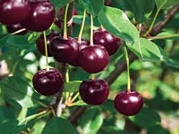 Prunus avium nano, Ciliegio Nano -  In pack