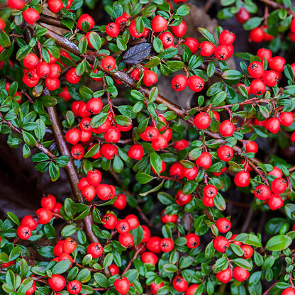 Cotoneaster Coral Beauty - vaso Ø18 cm