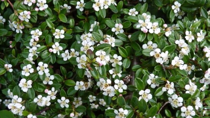 Cotoneaster Coral Beauty - vaso Ø18 cm