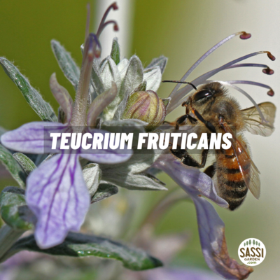 Teucrium fruticans, Camedrio - vaso Ø19 cm