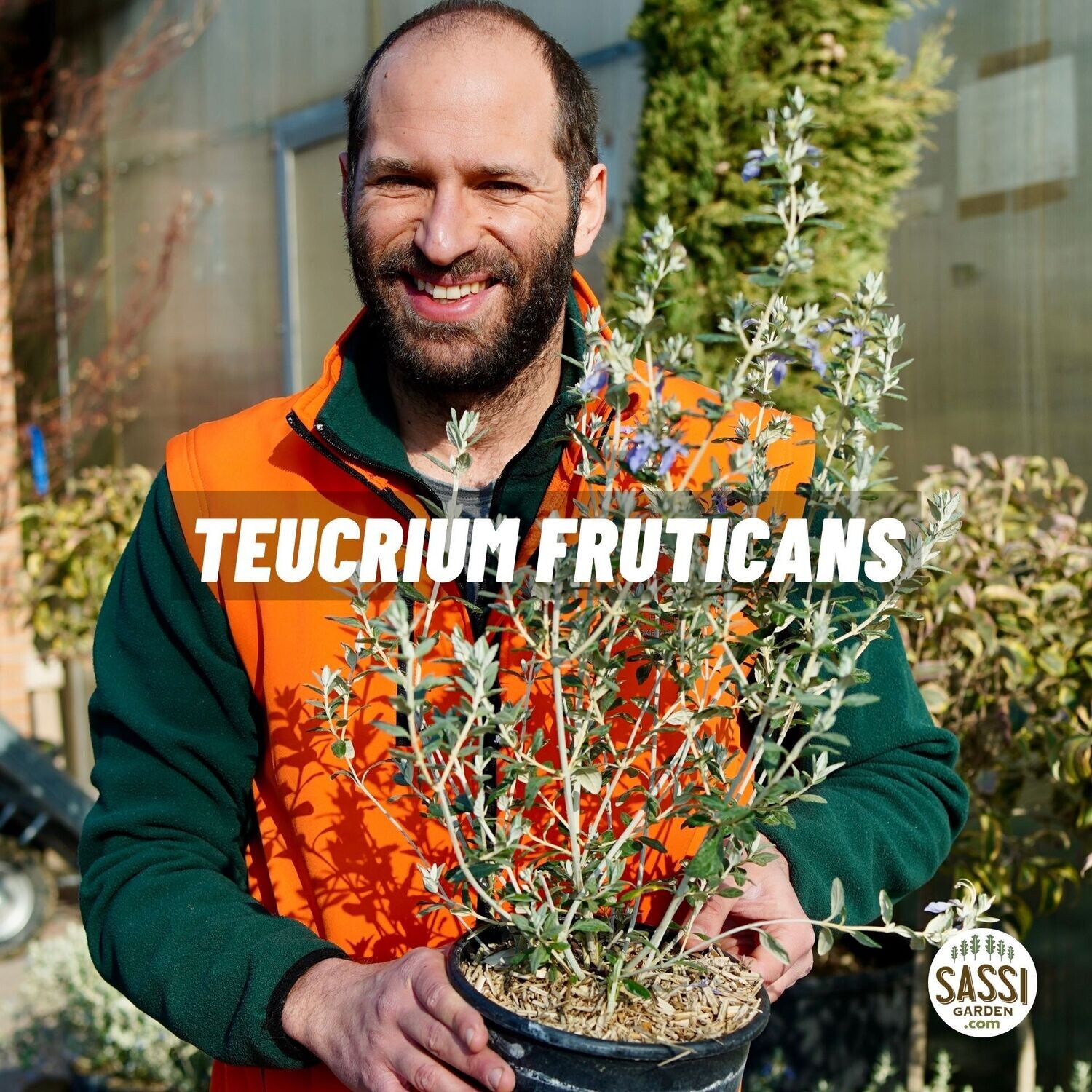 Teucrium fruticans, Camedrio - vaso Ø19 cm Teucrium fruticans, Camedrio - vaso Ø19 cm