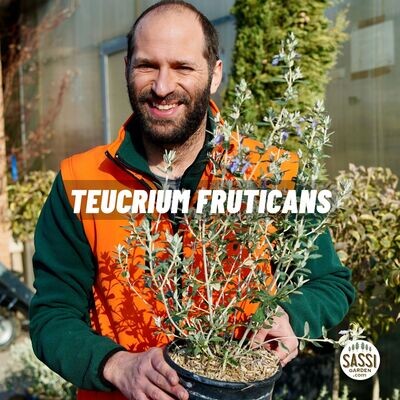 Teucrium fruticans, Camedrio - vaso Ø19 cm