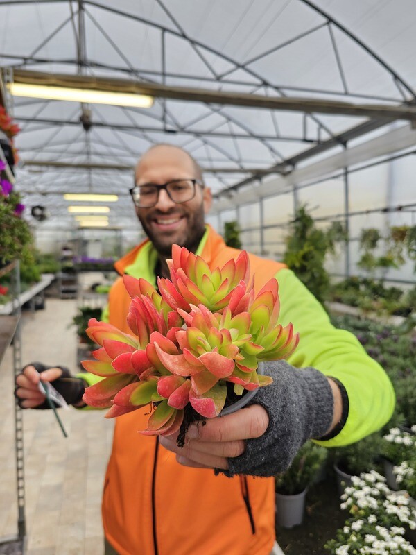 Crassula capitella 'Campfire' - vaso Ø 12 cm Crassula capitella 'Campfire' - vaso Ø 12 cm