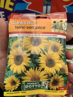 Girasole nano semplice - Busta semi Girasole nano semplice - Busta semi