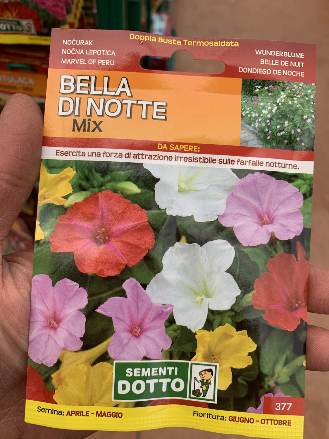 Bella di notte - Busta semi Bella di notte - Busta semi