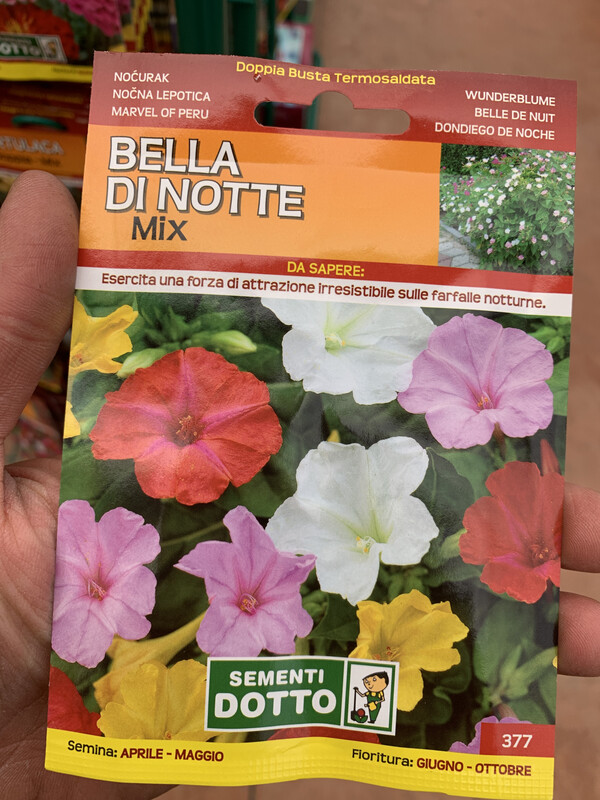 Bella di notte - Busta semi Bella di notte - Busta semi