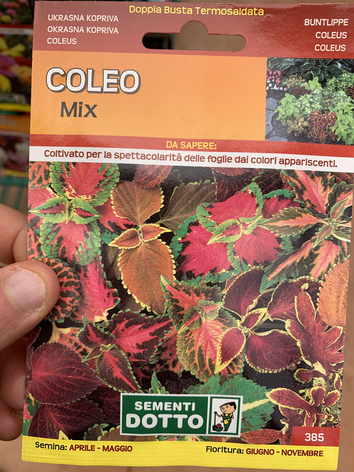 Coleo, Coleus - Busta semi Coleo, Coleus - Busta semi