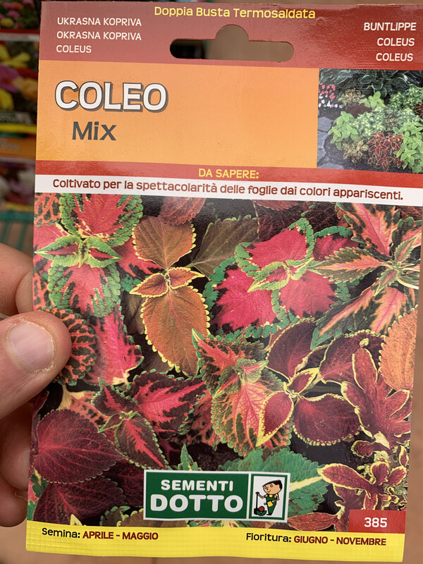 Coleo, Coleus - Busta semi Coleo, Coleus - Busta semi