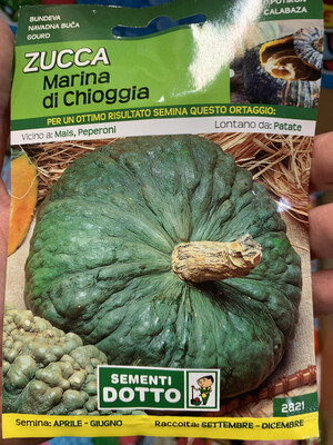 Cucurbita maxima, Zucca Marina di Chioggia - Busta semi Cucurbita maxima, Zucca Marina di Chioggia - Busta semi