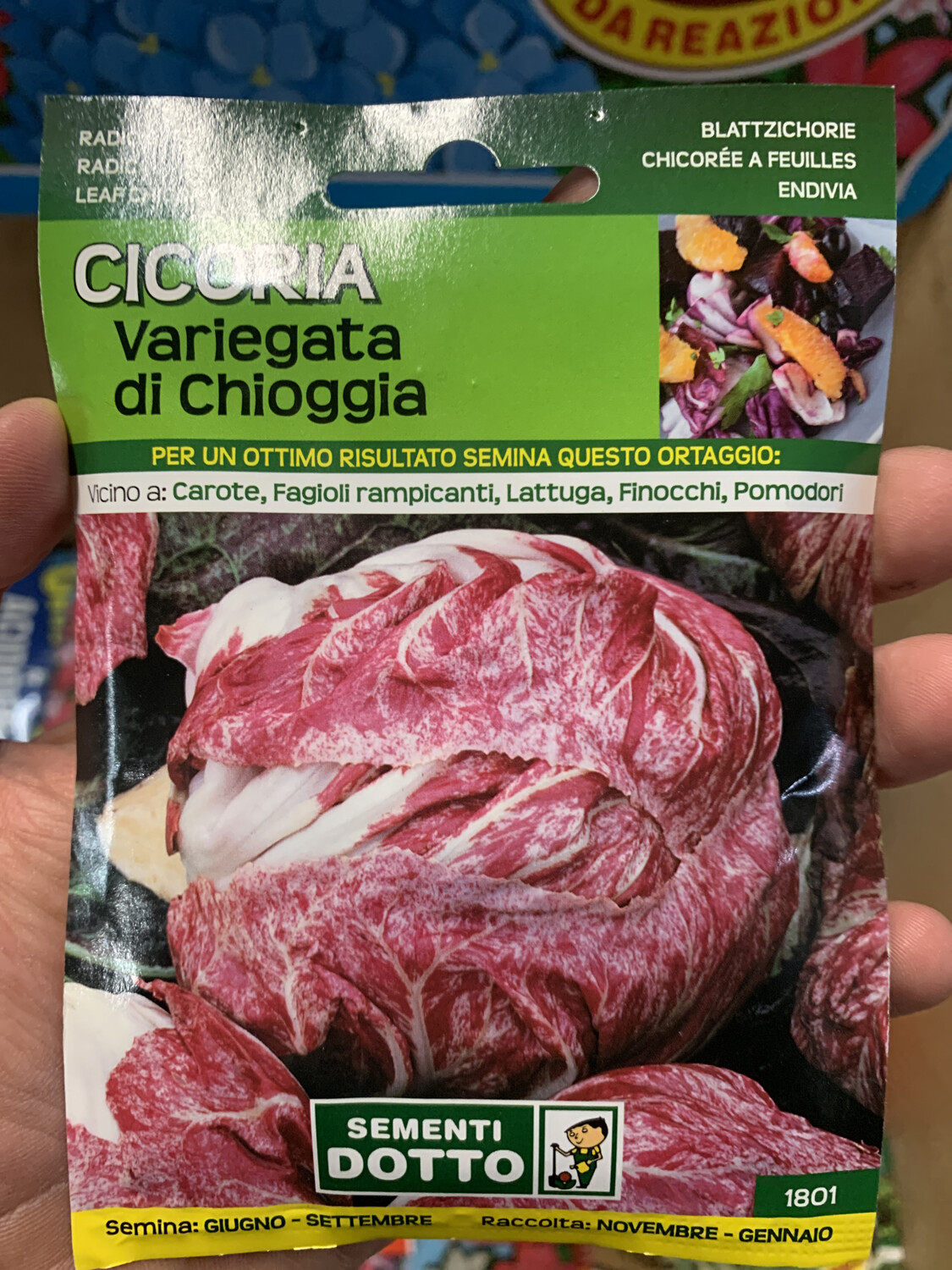 Cicoria Variegata di Chioggia - Busta semi Cicoria Variegata di Chioggia - Busta semi