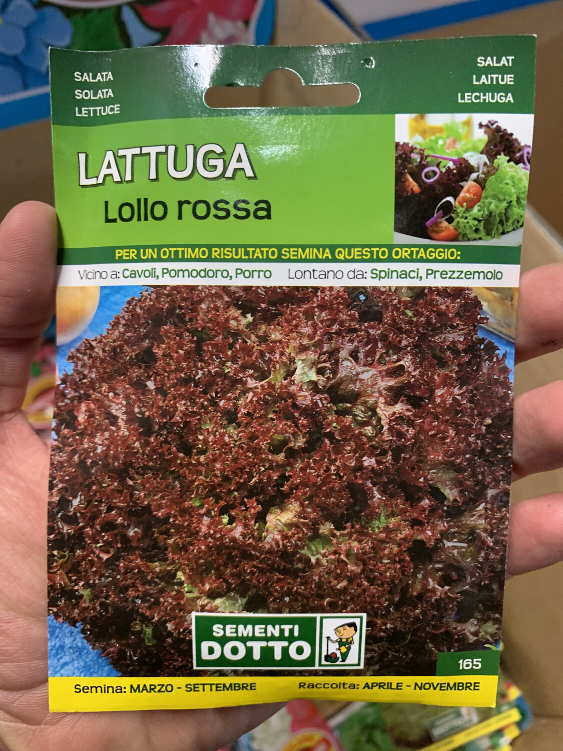 Lattuga lollo rossa - Busta semi Lattuga lollo rossa - Busta semi