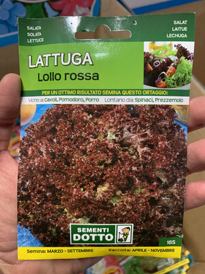 Lattuga lollo rossa - Busta semi Lattuga lollo rossa - Busta semi