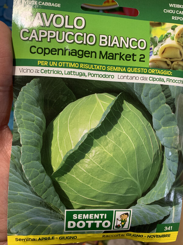 Cavolo cappuccio bianco - Busta semi Cavolo cappuccio bianco - Busta semi