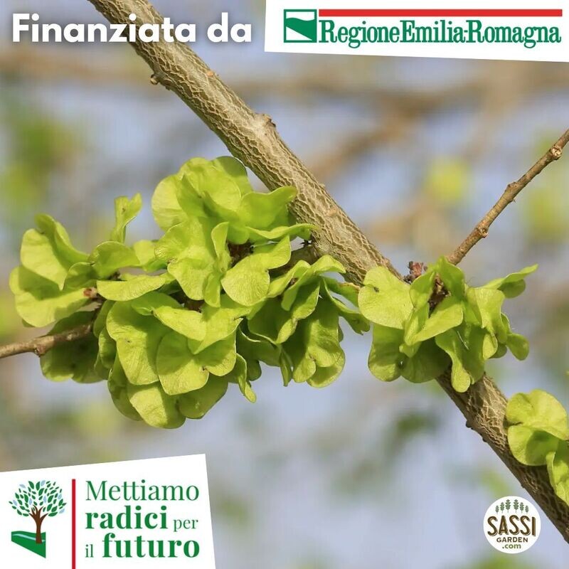 MRPF Olmo Siberiano / Ulmus Pumila, ALBERO IN VASO ALTO> 1,5 m