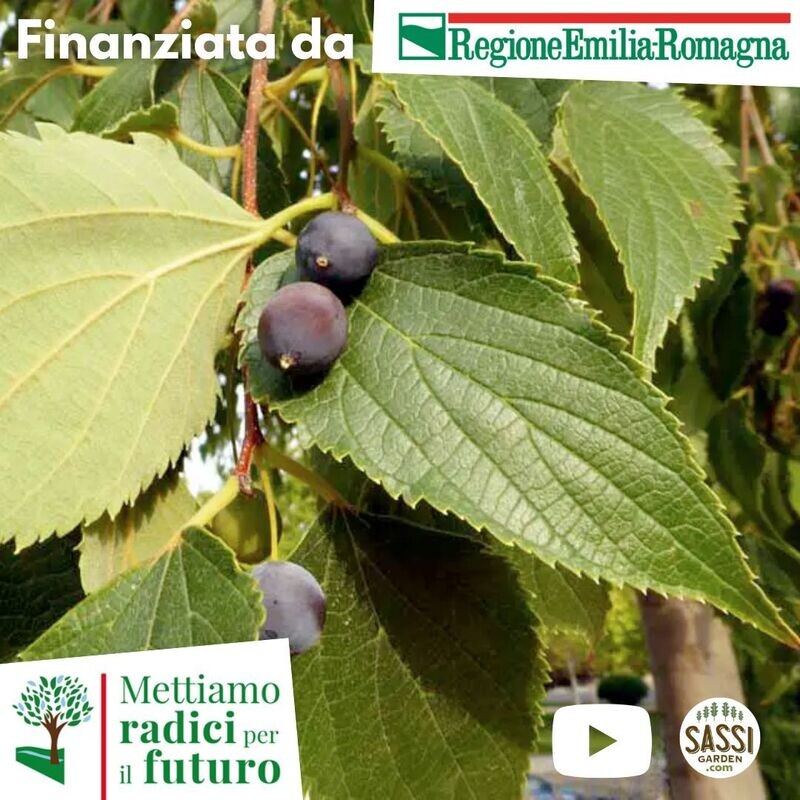 MRPF Celtis australis, Bagolaro/Spaccasassi - ALBERO IN VASO ALTO> 1,5 m