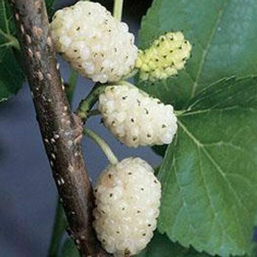 MRPF - ALBERO - Morus alba, Gelso Bianco - alveolo