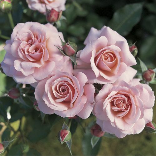 Rosa Rose, Paesaggistiche, Meilland Botticelli® - Vaso 3 litri Rosa Rose, Paesaggistiche, Meilland Botticelli® - Vaso 3 litri