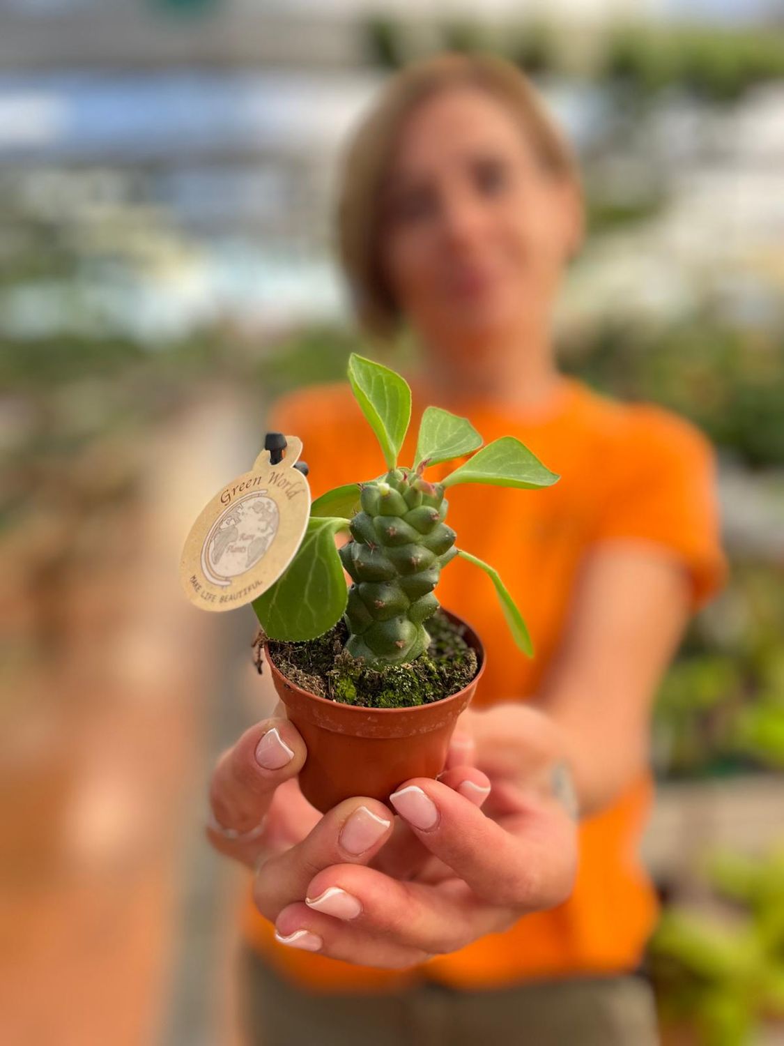 Euphorbia Monadenium Ritchiei - vaso Ø6 cm Euphorbia Monadenium Ritchiei - vaso Ø6 cm