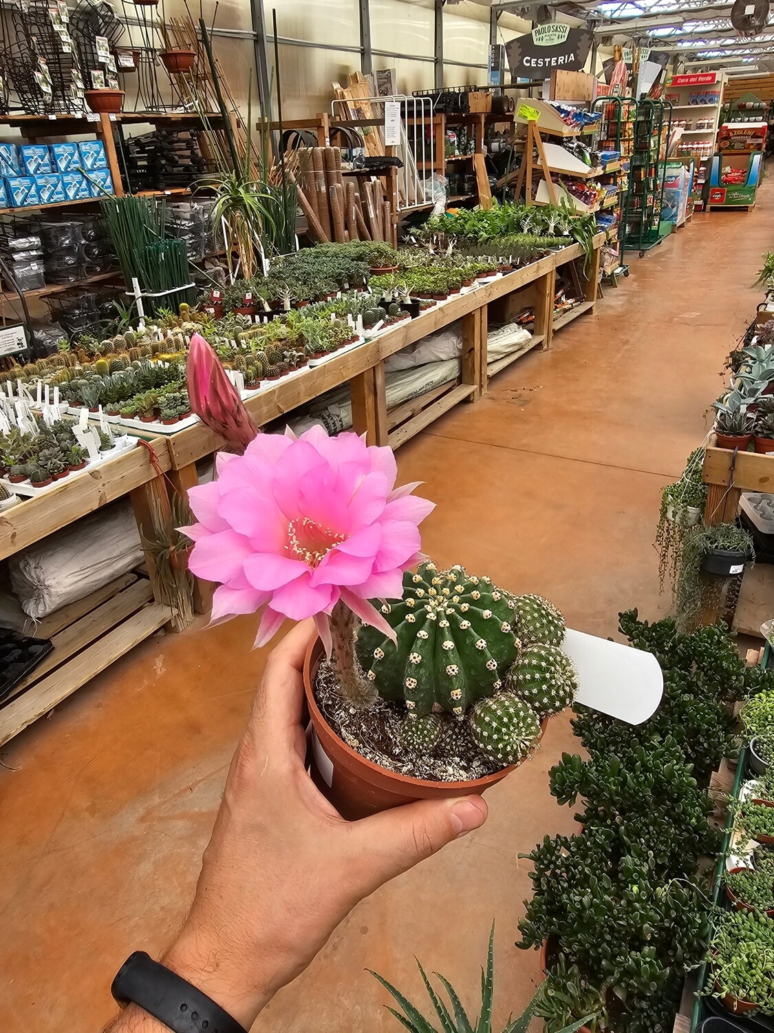 Echinopsis Eyriesii - vaso Ø13 cm (colori mix) Echinopsis Eyriesii - vaso Ø13 cm (colori mix)