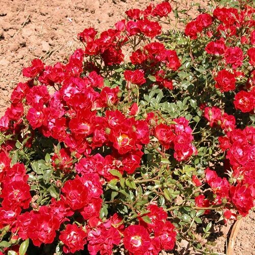 Rosa Paesaggistica, Rose Paesaggistiche Meilland Red Drift® - vaso 3litri