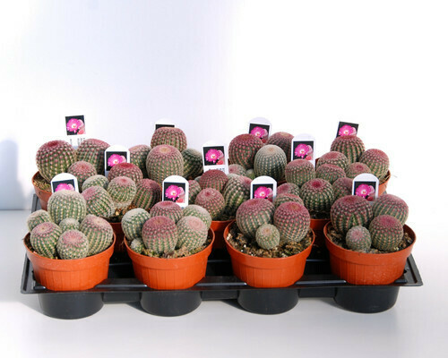Echinocereus Rigidissimus Rubrispinus - vaso Ø12 cm Echinocereus Rigidissimus Rubrispinus - vaso Ø12 cm