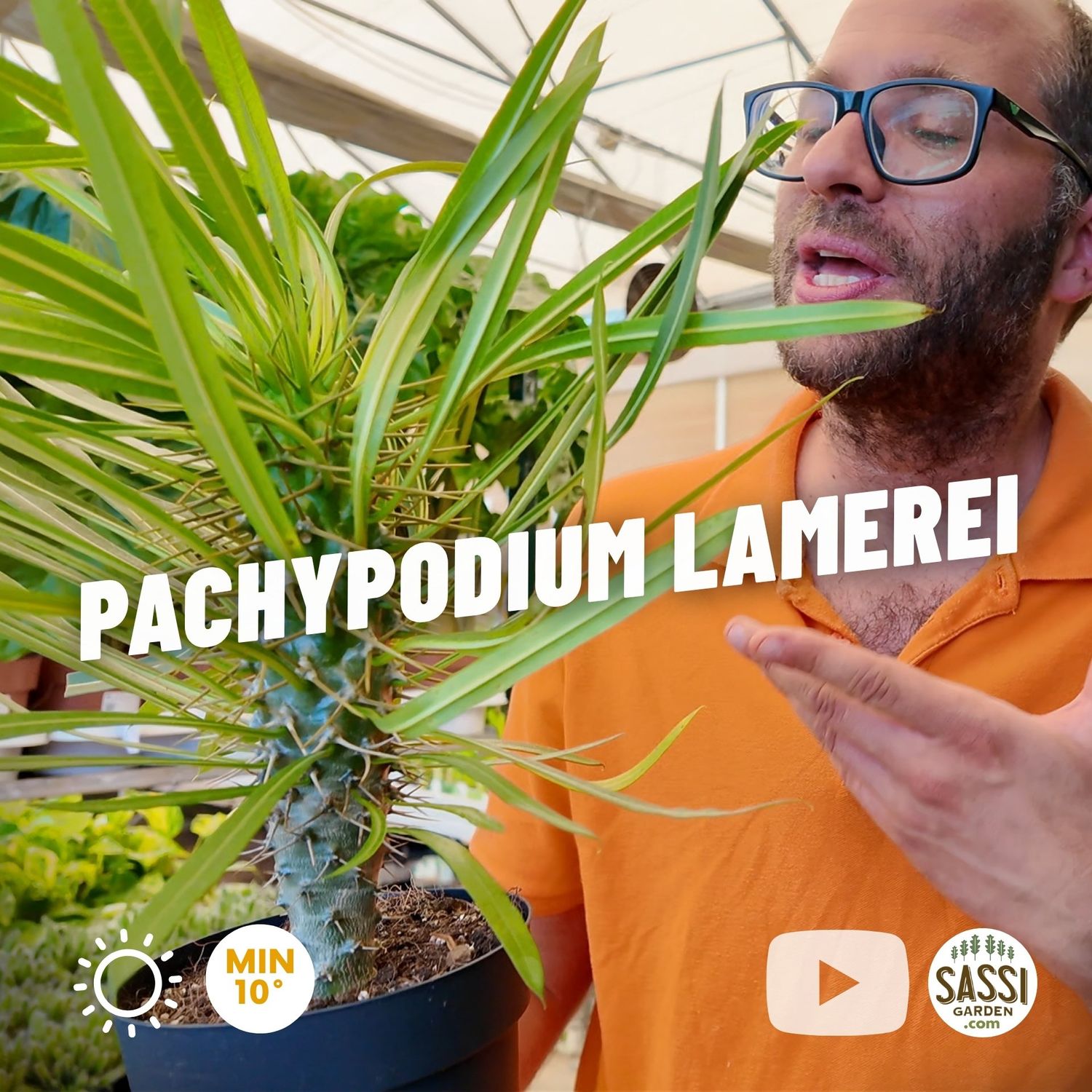Pachypodium lamerei, Palma del Madagascar - vaso Ø14 cm