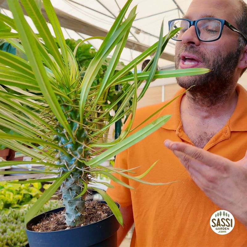 Pachypodium lamerei, Palma del Madagascar - vaso Ø14 cm