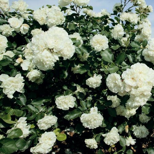 Rosa Paesaggistica, Rose Paesaggistiche, Meilland White Meidiland® - vaso Ø18 cm Rosa Paesaggistica, Rose Paesaggistiche, Meilland White Meidiland® - vaso Ø18 cm