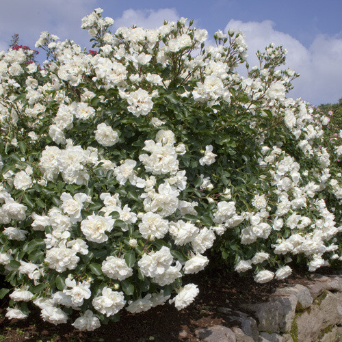 Rosa Paesaggistica, Rose Paesaggistiche, Meilland White Meidiland® - vaso Ø18 cm