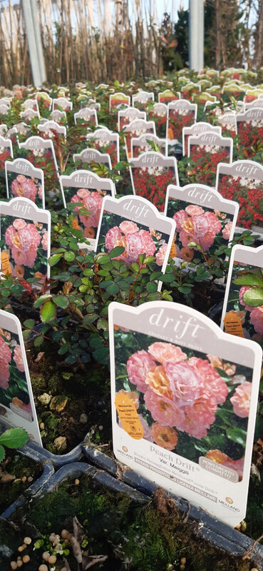 Rosa Paesaggistica, Rose Paesaggistiche Meilland Peach Drift® - vaso 3 litri