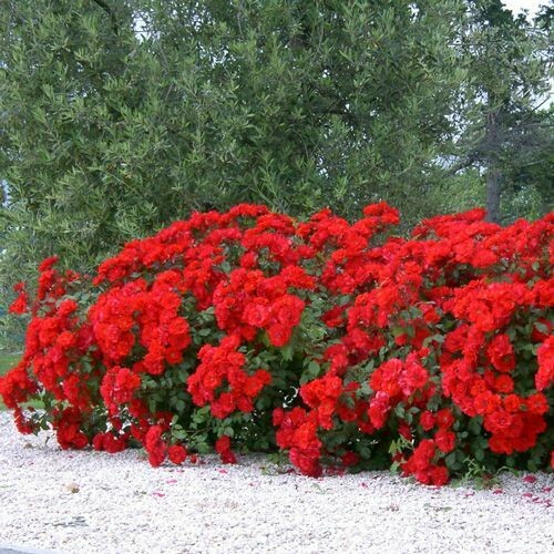 Rosa Paesaggistica, Rose Paesaggistiche, Meilland La Sevillana® - vaso 3 litri