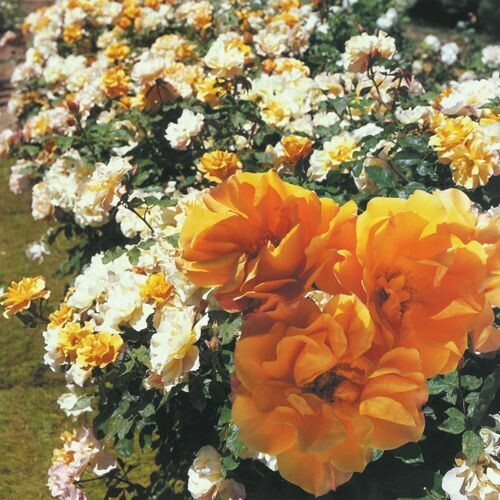 Rosa Paesaggistica, Rose Paesaggistiche Meilland Tequila® - vaso Ø18 cm