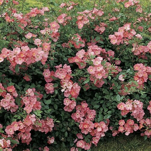 Rosa Rose, Paesaggistiche, Meilland Douceur Normande® - Vaso 2 litri