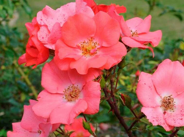 Rosa Rose, Paesaggistiche, Meilland Douceur Normande® - Vaso 2 litri Rosa Rose, Paesaggistiche, Meilland Douceur Normande® - Vaso 2 litri