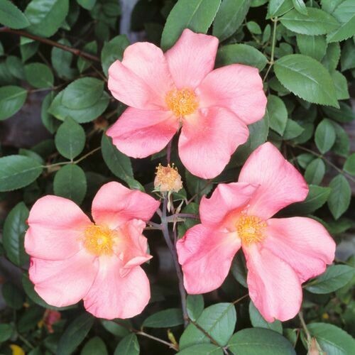 Rosa Rose, Paesaggistiche, Chinensis Mutabilis - Vaso Ø18 cm