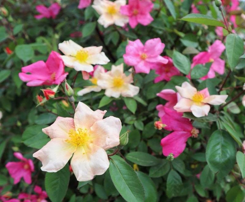 Rosa Rose, Paesaggistiche, Chinensis Mutabilis - Vaso Ø18 cm