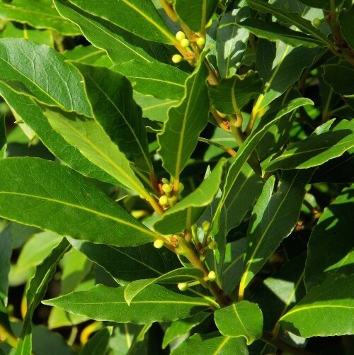 Laurus nobilis, Alloro - vaso Ø 24cm H 140/150cm