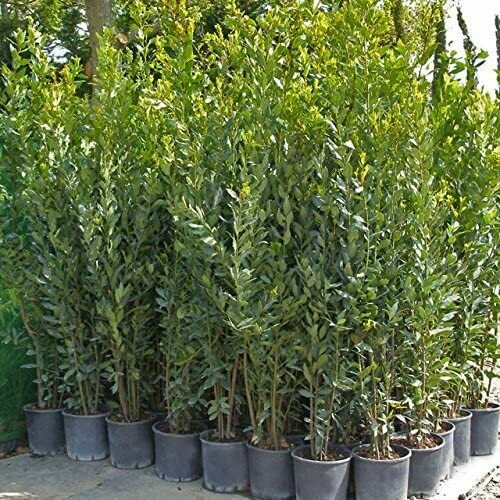 Laurus nobilis, Alloro - vaso Ø 24 cm, h 140-150 cm