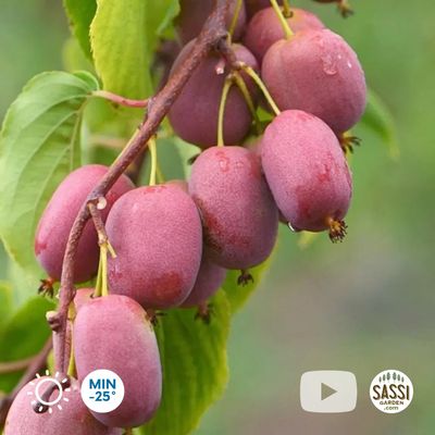 Actinidia Arguta Mini-kiwi Ken's Red, Kiwi Rosso senza pelo - vaso Ø18 cm h 50 scd